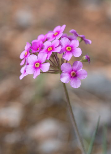 Androsace spinulifera (Androsace spinulifera)