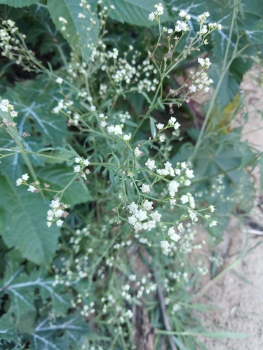 Santa Maria feverfew