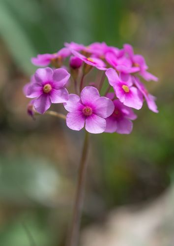 Androsace spinulifera