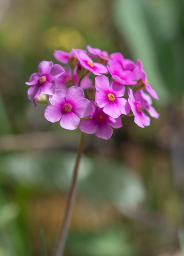 Androsace spinulifera, photograph 1