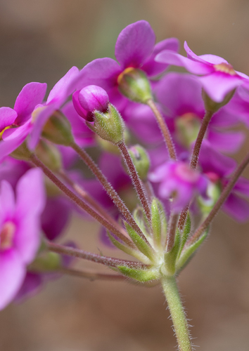 Androsace spinulifera, photograph 2