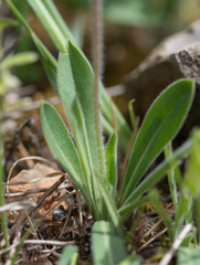 Androsace spinulifera, photograph Morten Ross, CC BY, iNaturalist via GBIF