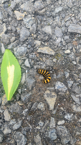 Cinnabar moth