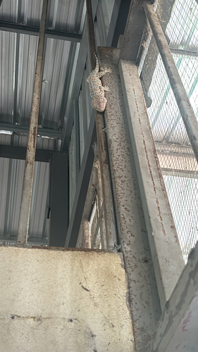 Tokay Gecko