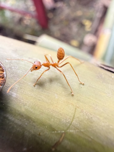 Asian Weaver Ant