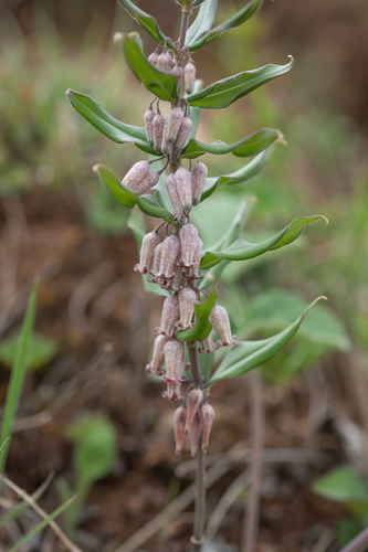 Polygonatum prattii