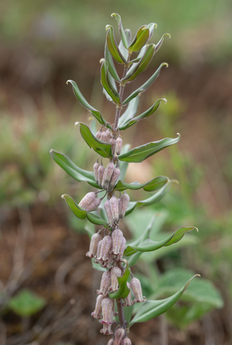 Polygonatum prattii, photograph 2
