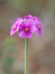 Androsace spinulifera, photograph Morten Ross, CC BY, iNaturalist via GBIF
