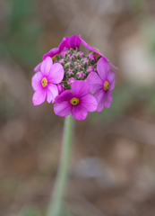Androsace spinulifera, photograph Morten Ross, CC BY, iNaturalist via GBIF