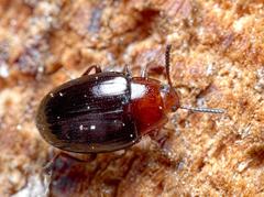 Scaphidema metallicum