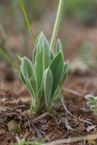 Androsace spinulifera, photograph 6