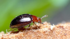 Scaphidema metallicum