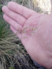 Helictotrichon desertorum