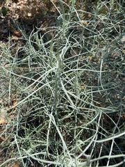 Senecio flaccidus douglasii