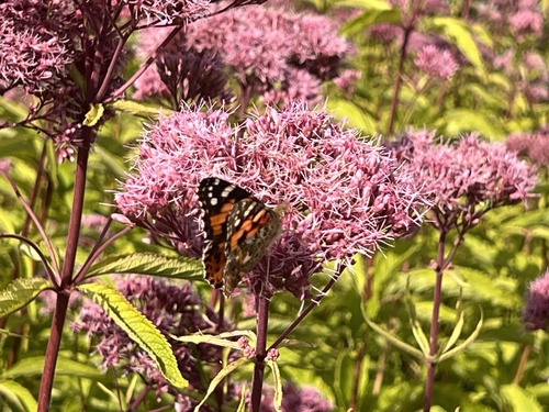 Painted Lady