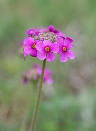 Androsace spinulifera (Androsace spinulifera)