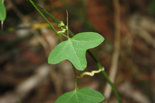 Passiflora aurantia observed 2026-08-11