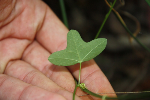 Passiflora aurantia, photograph 1