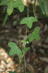Passiflora aurantia, photograph (c) O.Neate, some rights reserved (CC BY-SA)