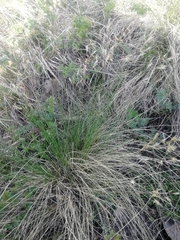 Helictotrichon desertorum