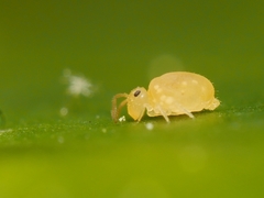 Deuterosminthurus pallipes