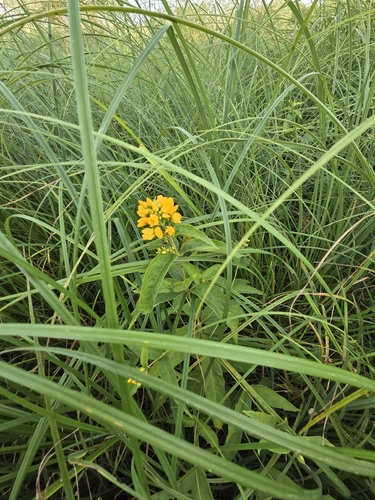 Yellow Loosestrife