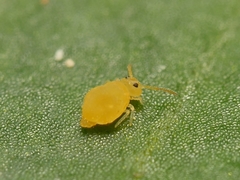 Deuterosminthurus pallipes