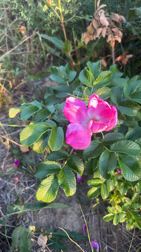 rugosa rose