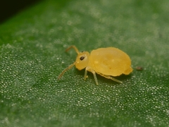 Deuterosminthurus pallipes