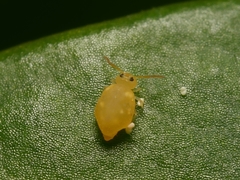 Deuterosminthurus pallipes