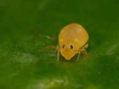 Deuterosminthurus pallipes