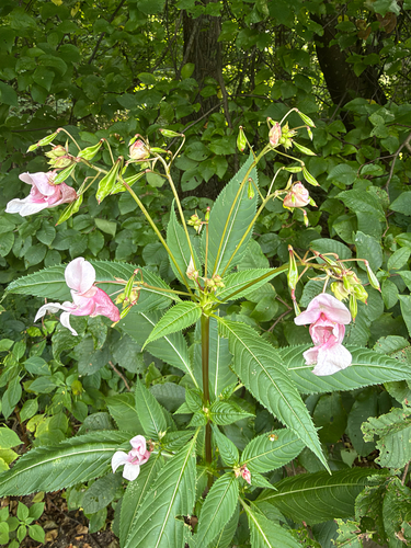 Himalayan balsam