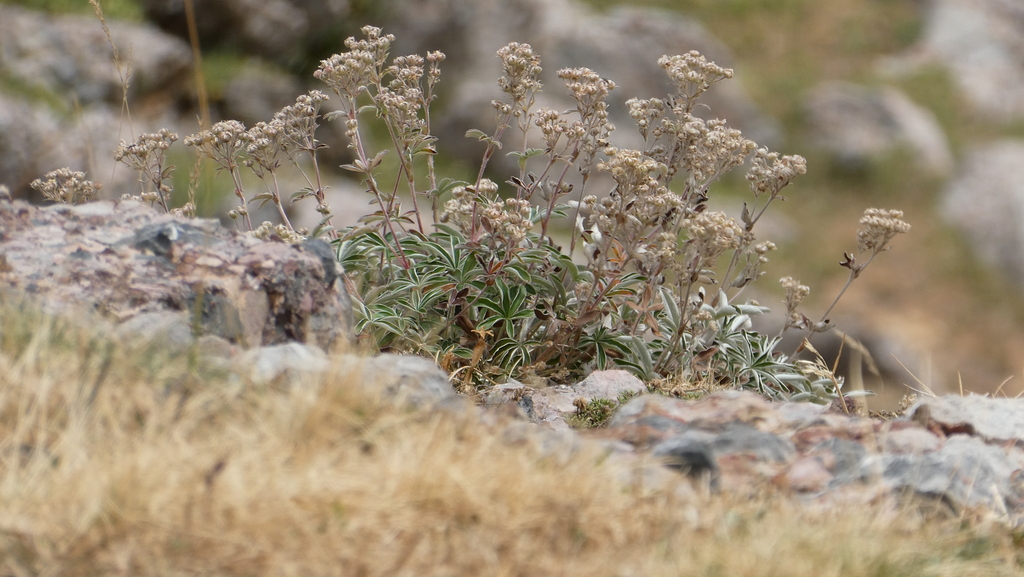 Potentilla alchimilloides; photograph (c) frangp, some rights reserved (CC BY)