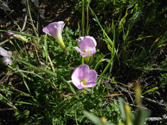 Oxalis comosa