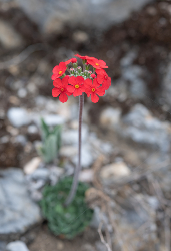 Androsace coccinea, photograph 4