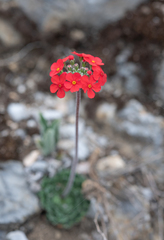 Androsace coccinea, photograph Morten Ross, CC BY, iNaturalist via GBIF