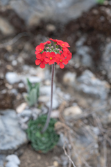 Androsace coccinea, photograph Morten Ross, CC BY, iNaturalist via GBIF