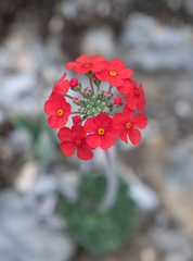Androsace coccinea, photograph Morten Ross, CC BY, iNaturalist via GBIF
