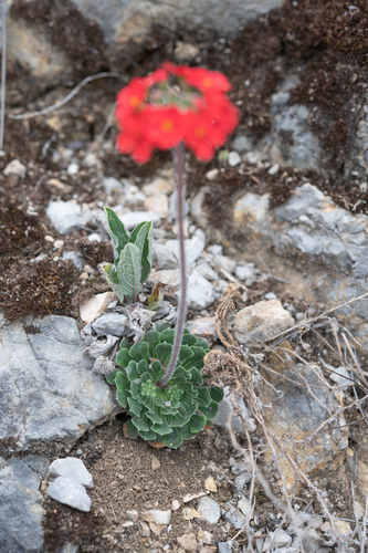 Androsace coccinea, photograph 6