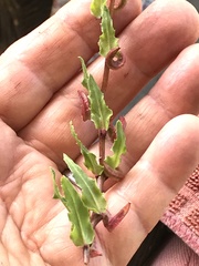Camissoniopsis lewisii