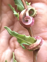 Camissoniopsis lewisii