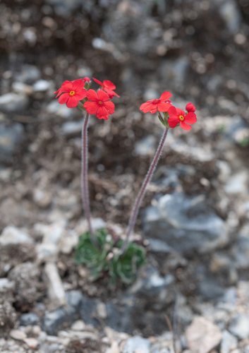 Androsace coccinea, photograph 1