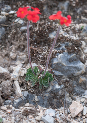 Androsace coccinea, photograph Morten Ross, CC BY, iNaturalist via GBIF