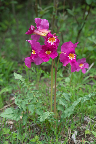 Incarvillea zhongdianensis, photograph 6