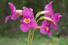 Incarvillea zhongdianensis