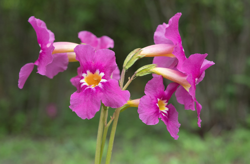 Incarvillea zhongdianensis, photograph 1
