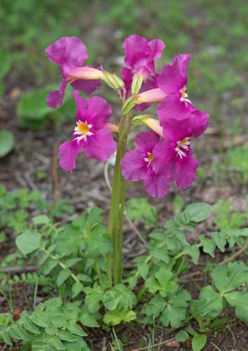 Incarvillea zhongdianensis, photograph 2