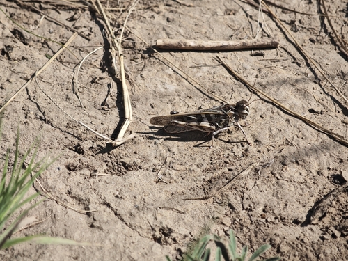 Handsome Cross Grasshopper