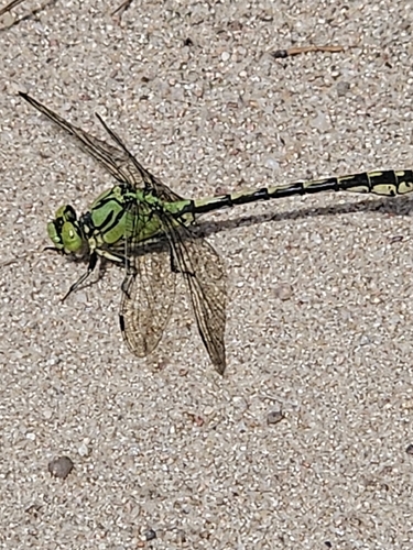 Green Snaketail