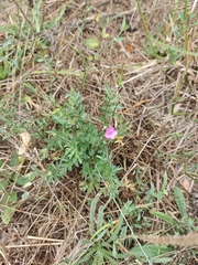 Erodium acaule, photograph (c) Aubin NORMAND, some rights reserved (CC BY)
